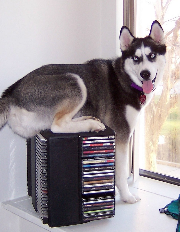 Kodi husky dog