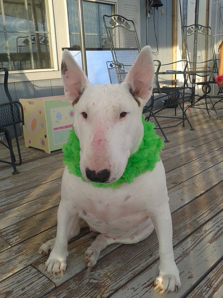 Lola bull terrier