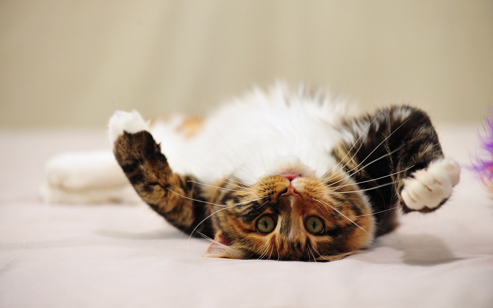 Maine Coon Cat playing