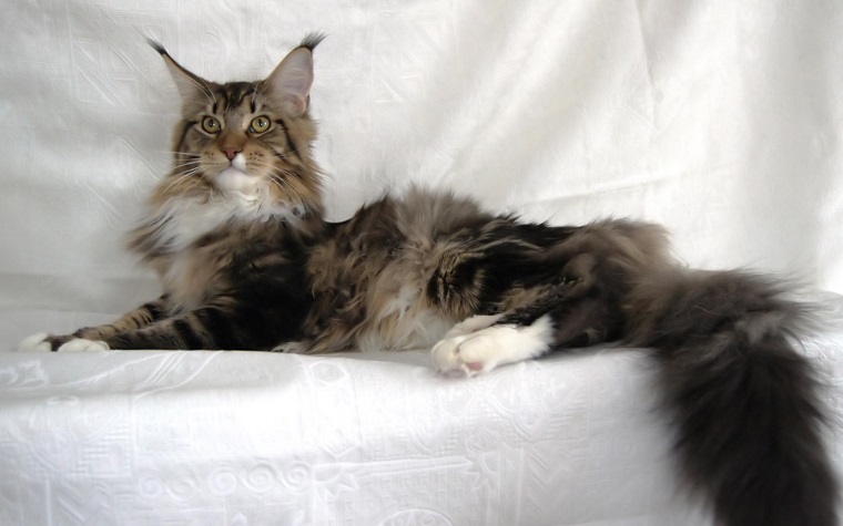Maine Coon Cat rest