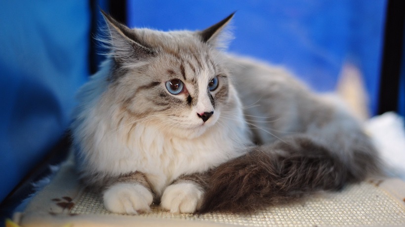 Maine Coon awesome