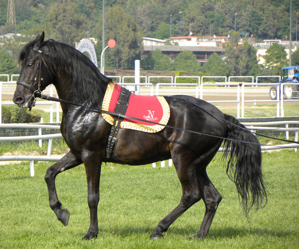 Neapolitan horse