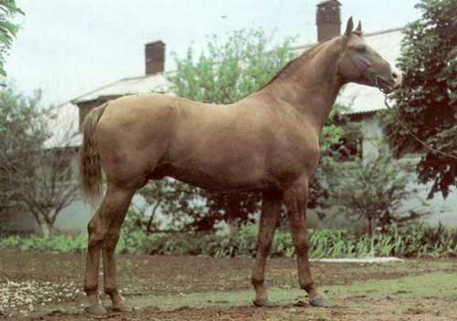 Nisean horse