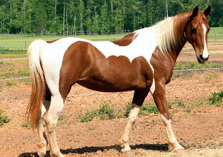 Pampa horse