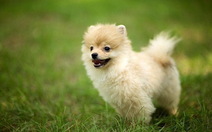 Pomeranian Dog cute pics photo