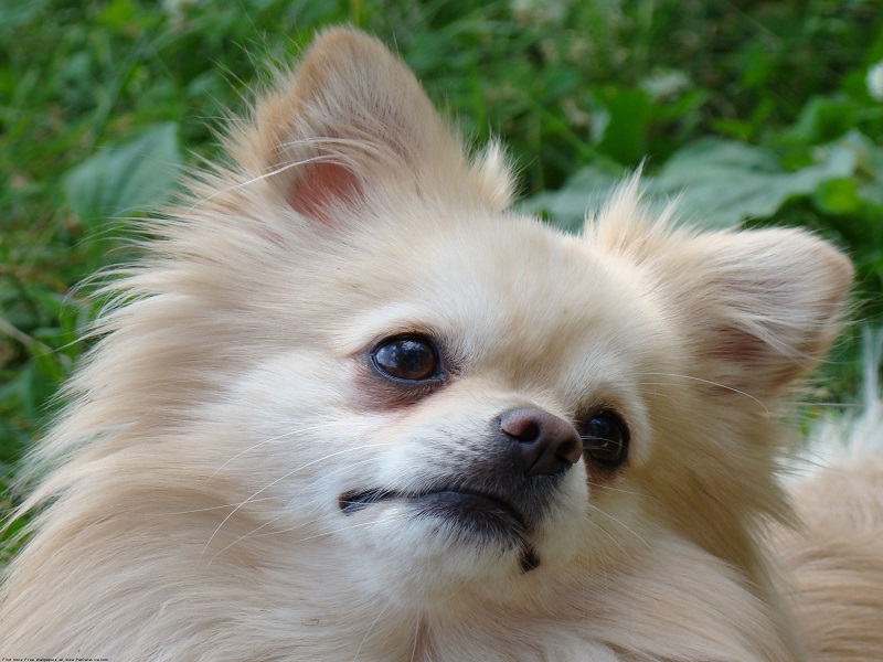 Pomeranian Dog face