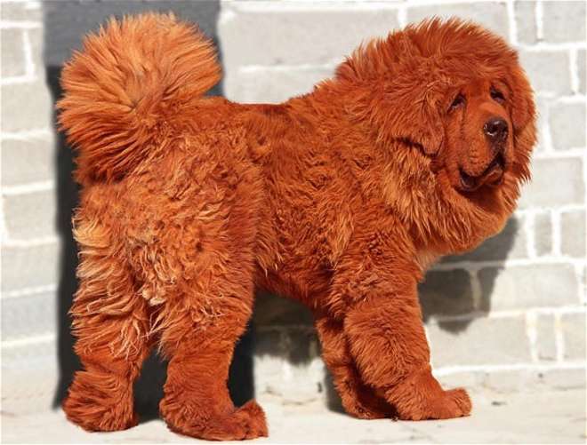 Red Tibetan Mastiff