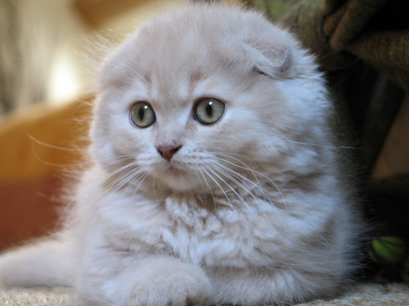 The Scottish Fold has a natural mutation of the