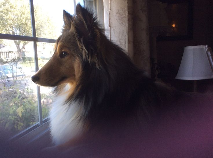 Shetland Sheepdog waiting