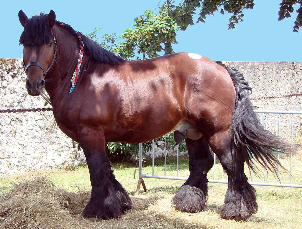 Sokolsky horse
