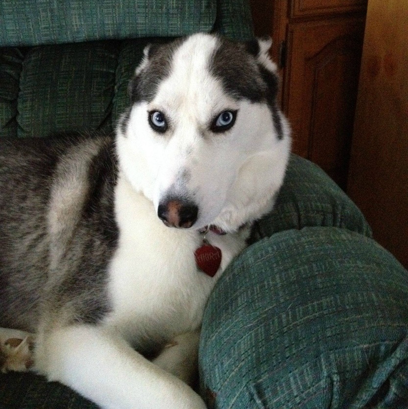Willow husky