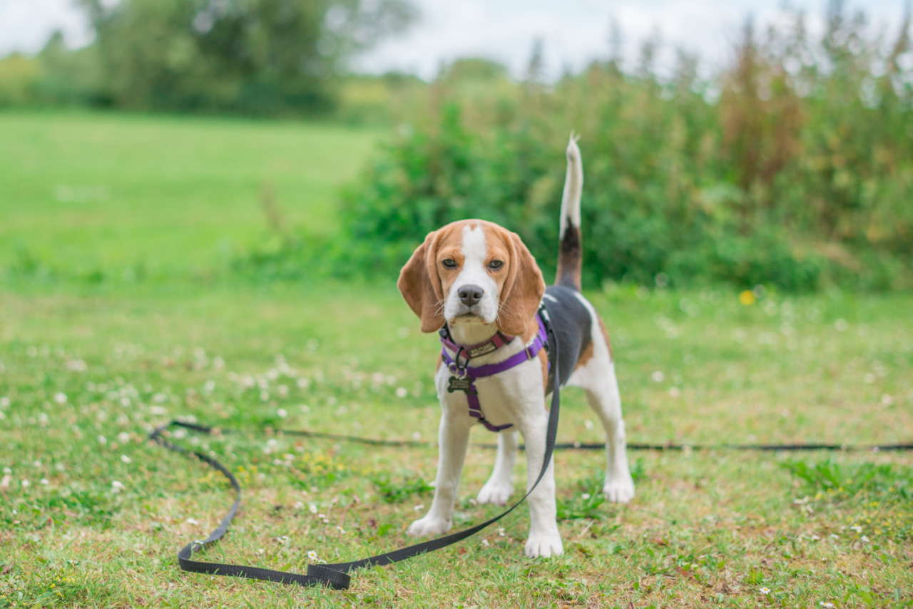 What are beagles best known for?