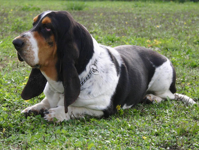 basset hound cody