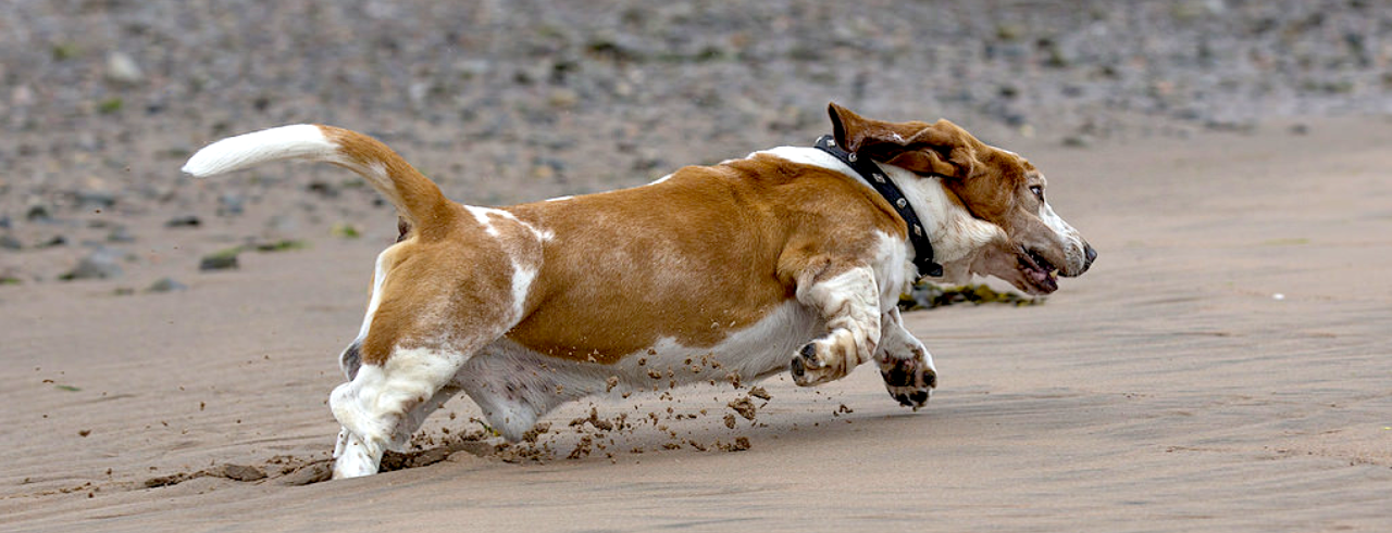 What is the basset hound's function?
