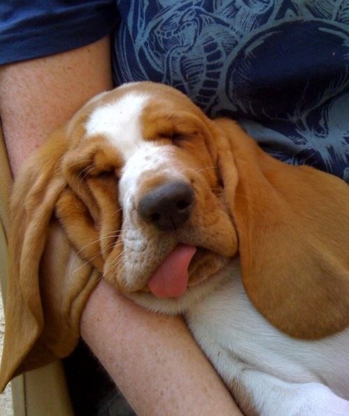 basset hound dog face sleep