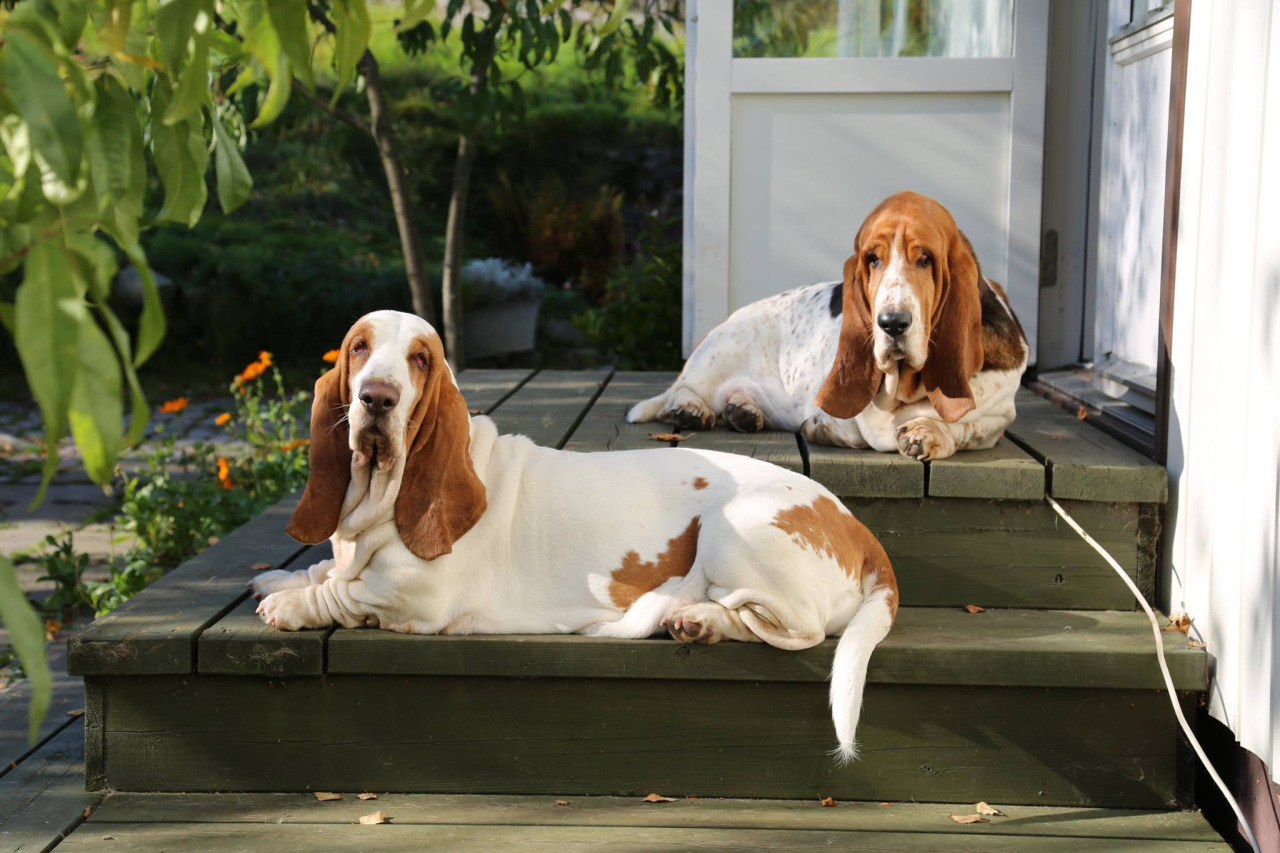 Basset Hounds shed little to no hair.