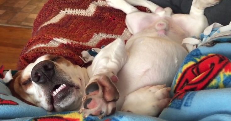 basset hound dog sleep