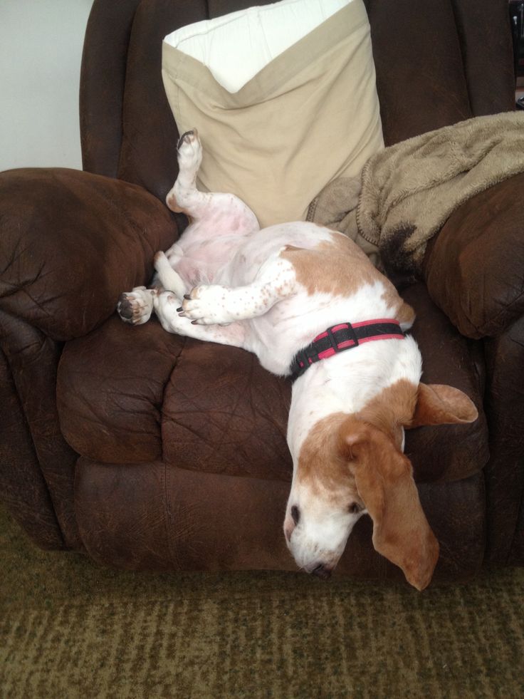 basset hound dog sleeping