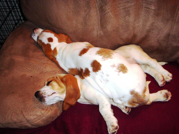 basset hound dogs sleeping