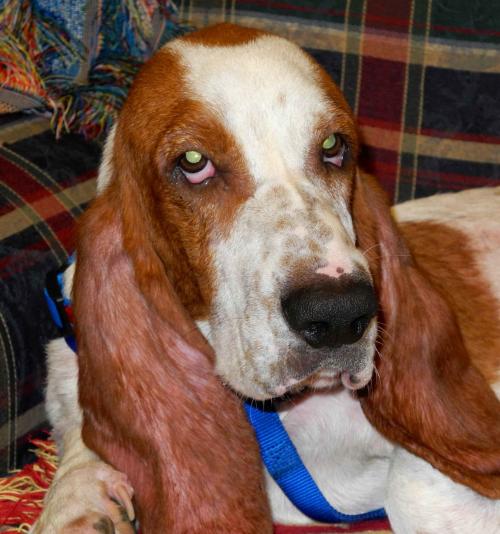 basset hound eyes