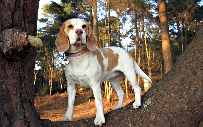 beagle forest photo