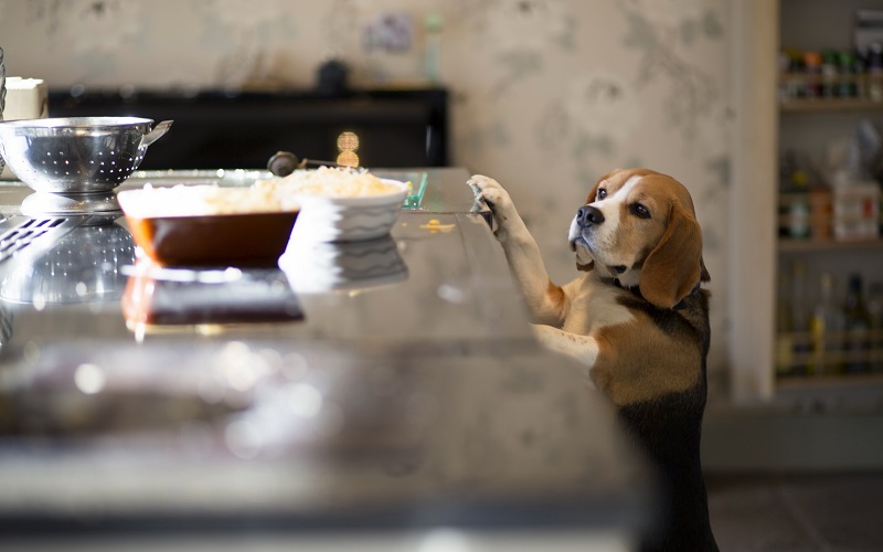 beagle kitchen photo