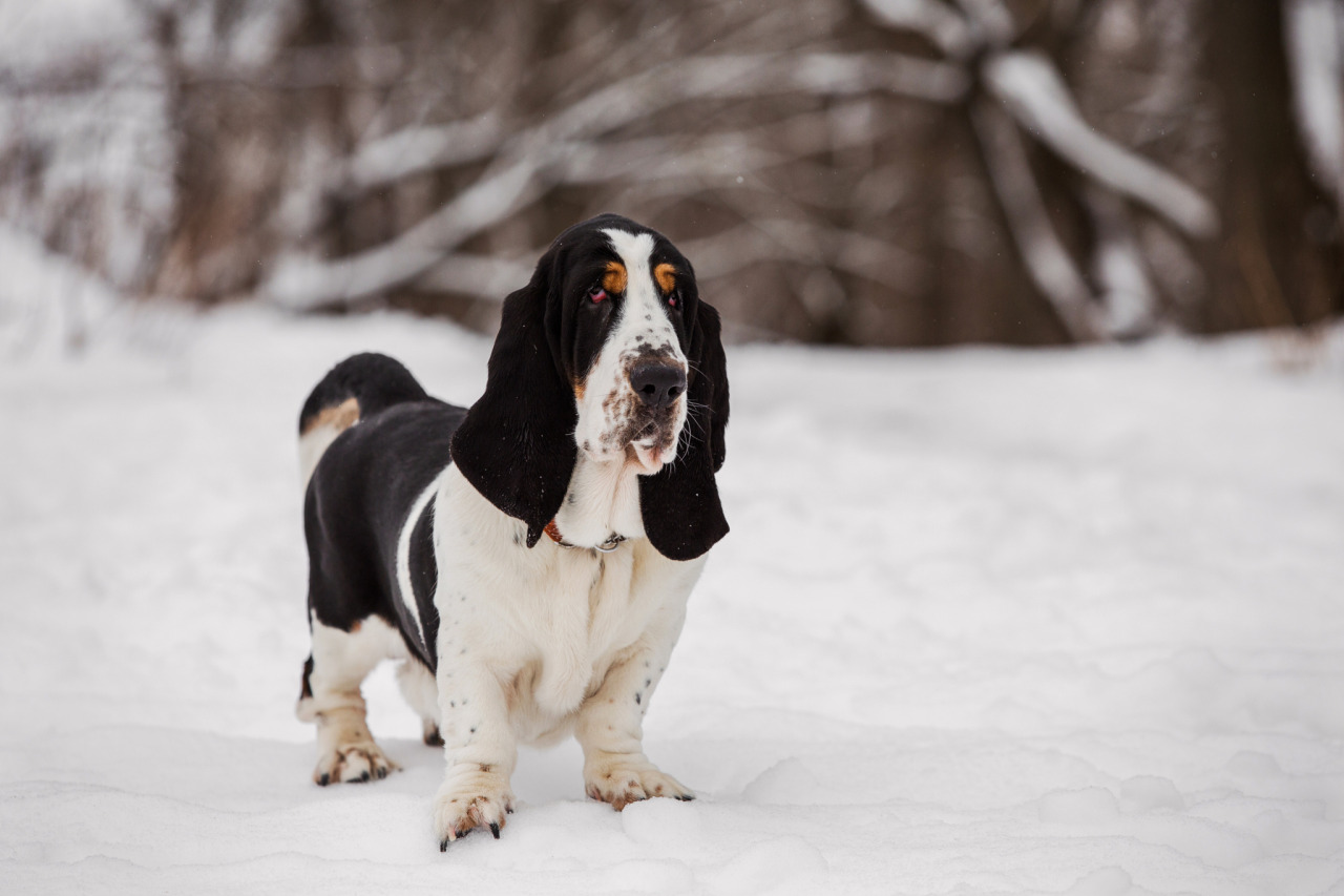 Where was the basset hound developed?