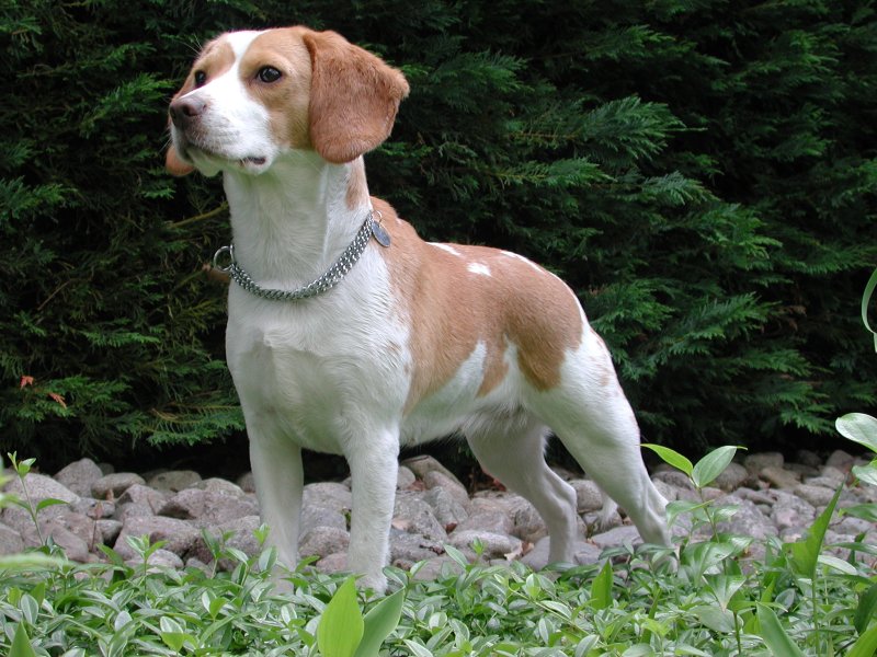 beautiful beagle photo