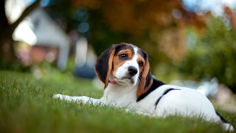 beautiful beagle photo