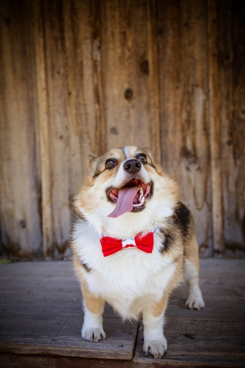 12 Reasons Why Corgis Are The Most Dangerous Pets. The Last One Is Horrible. 2 beautiful corgi fashion