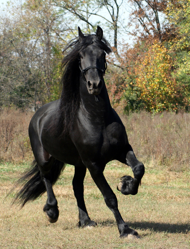 black horse