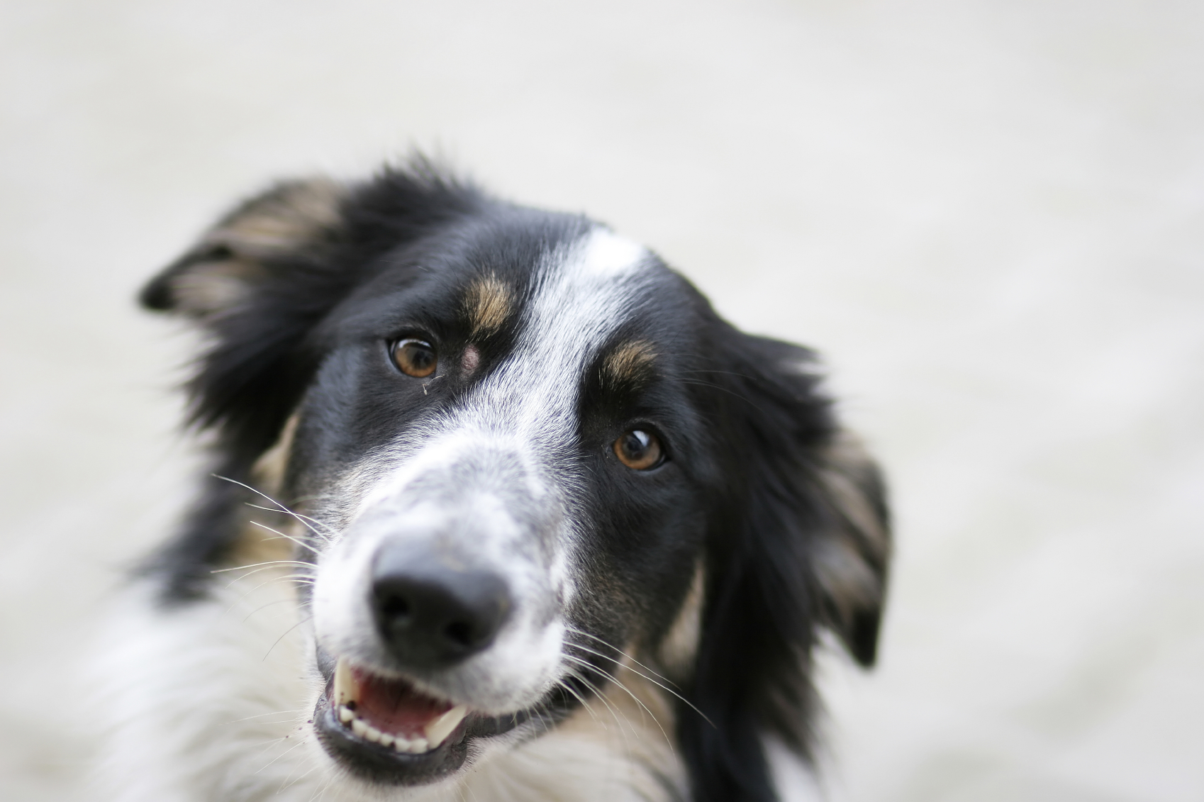 10 Best Border Collie Dog Names