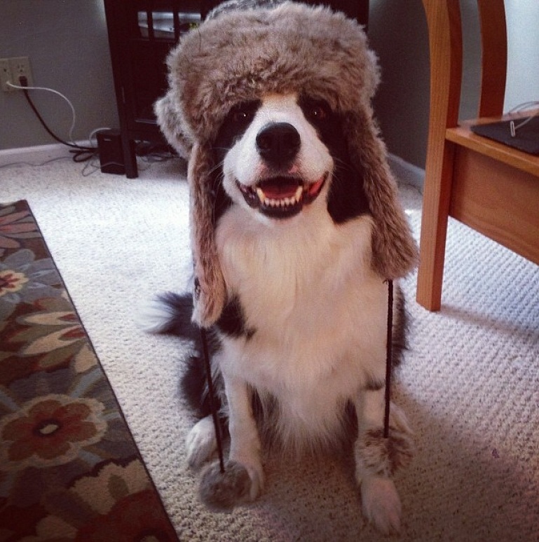 10 Reasons Border Collies Are The Worst Breed EVER 1 border collie in hat