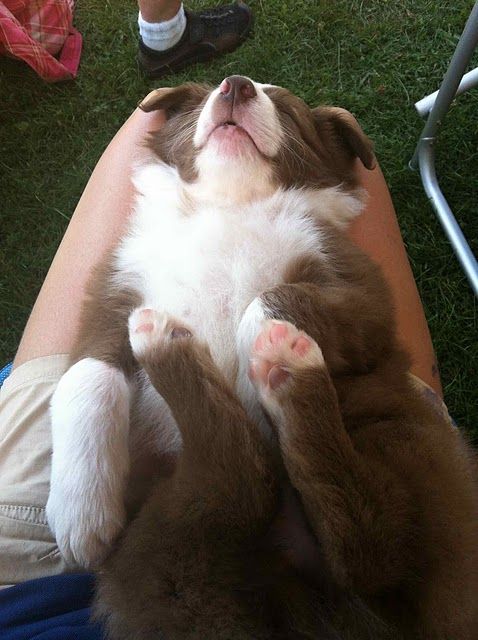 border collie sleeping