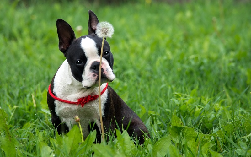 boston terrier photo flower