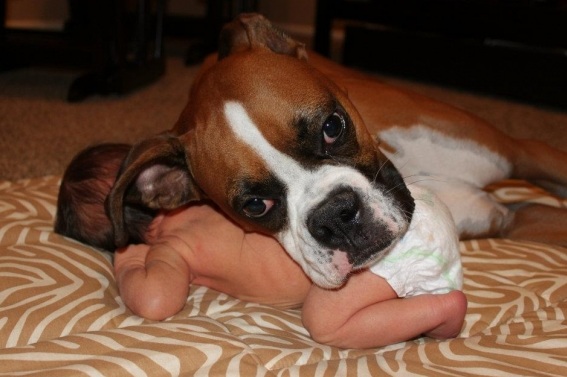 boxer dog and baby