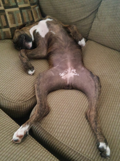 boxer dog nap time