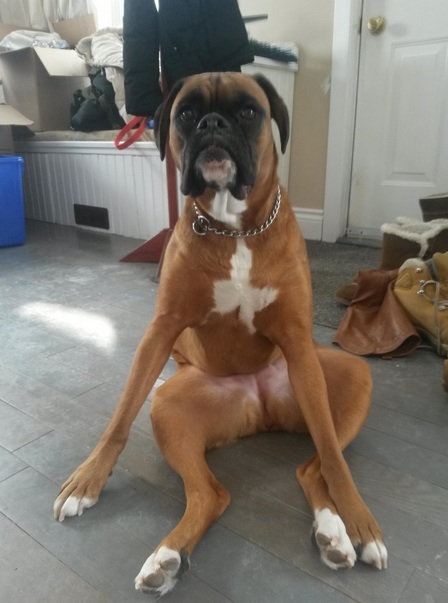 boxer dogs ladylike