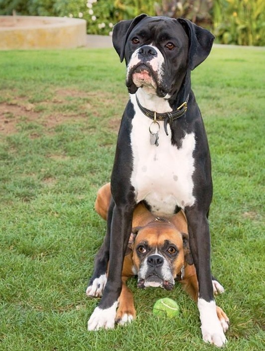 boxer dogs listening