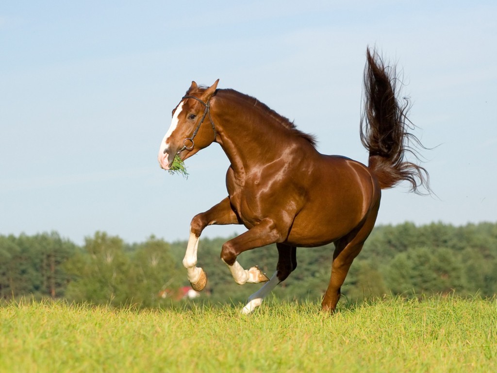 buddy horse