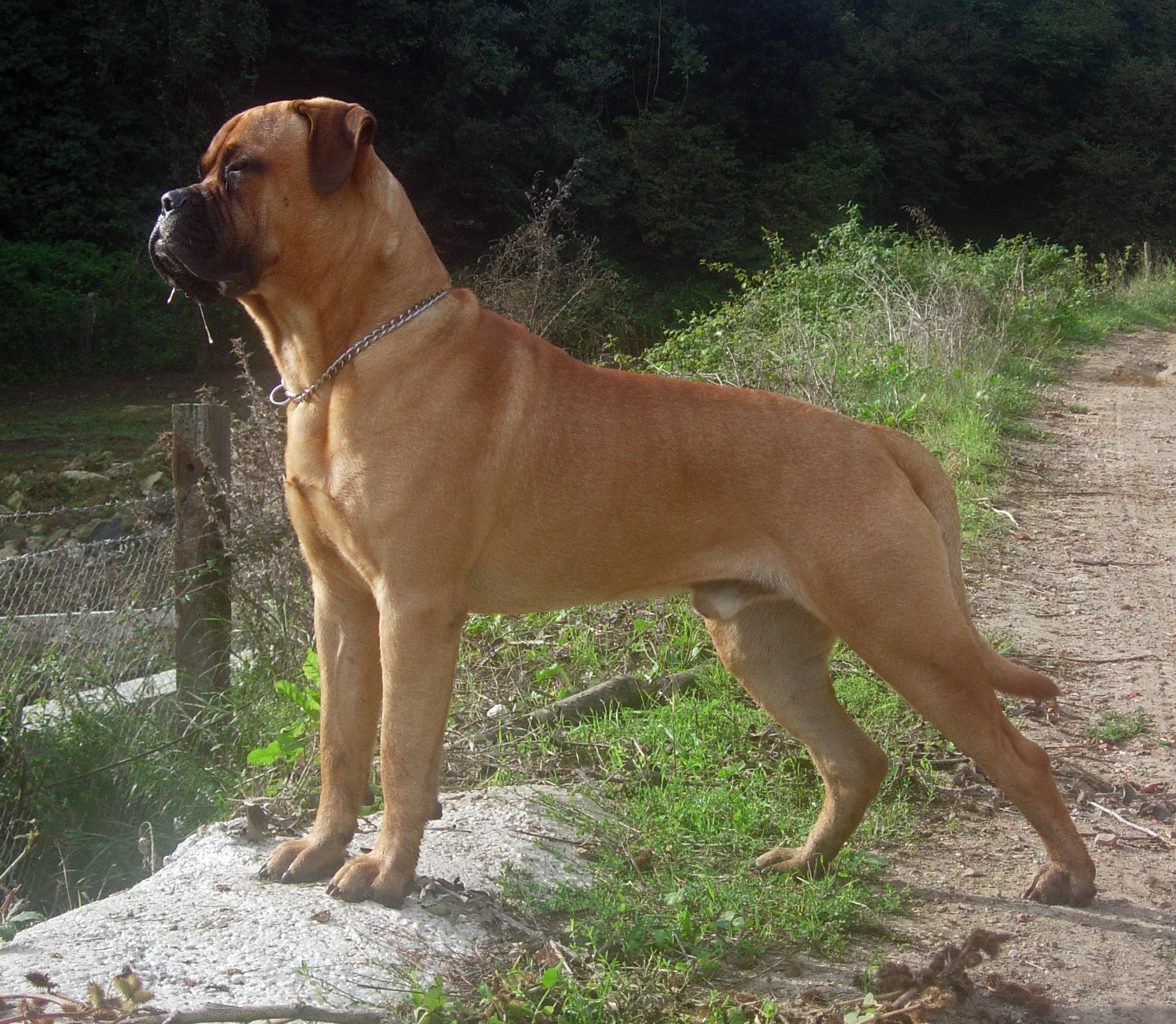 What other two breeds originally make up the Bullmastiff?