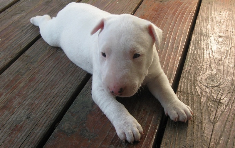bull terrier puppy terriers puppies dangerous why dog dogs bully pets horrible reasons last rocks sitting won ugliest doggy breeders