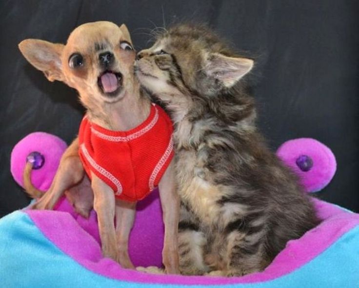 chihuahua and cat kissing