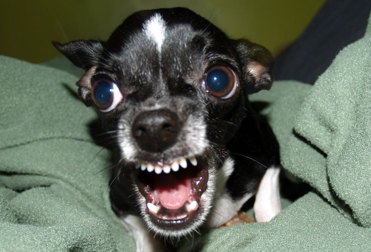 10 Reasons Why Chihuahuas Are The Most Dangerous Pets. The
