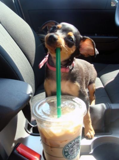 chihuahua drinking funny