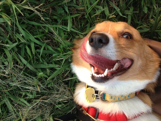 12 Reasons Why Corgis Are The Most Dangerous Pets. The Last One Is Horrible. 3 cute corgi pics photo