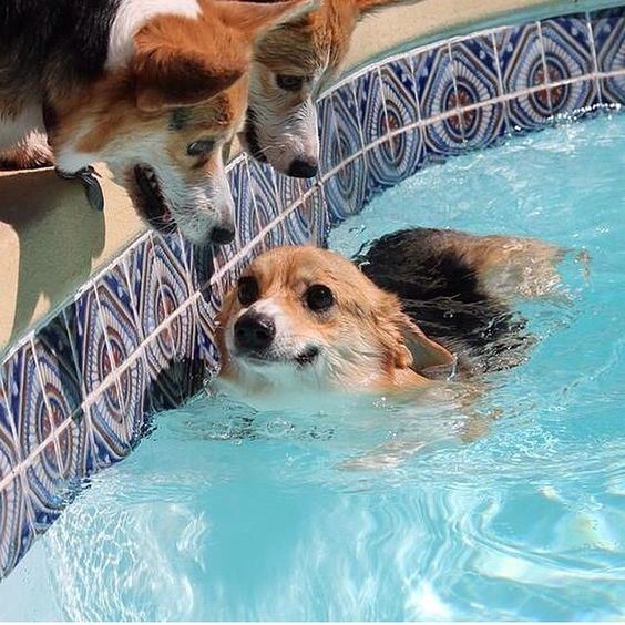 cute corgi swim pool funny