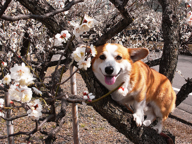 12 Reasons Why Corgis Are The Most Dangerous Pets. The Last One Is Horrible. 8 cute corgi tree flowers