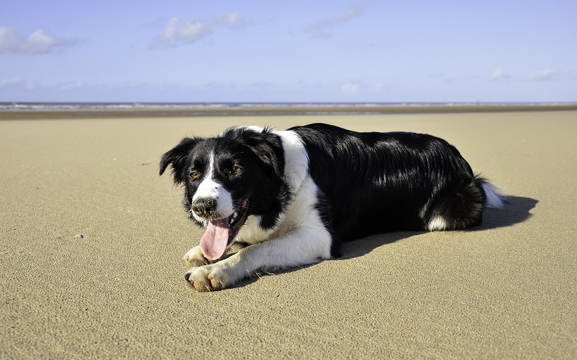 cute dog beach border collie