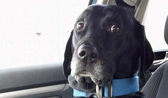 8 Pics That Prove Every Pet Owner Should Use Snapchat 8